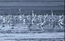 业主镜头中的银滩:看潮汐湖湿地公园白鹭主演的“歌舞剧”