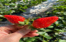 草莓成熟啦！